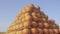 Autumn harvest. Pumpkins are stacked in a pyramid, blue sky.