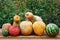 Autumn harvest, pumpkins, watermelons on a wooden rural table