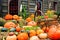 Autumn harvest scene with colorful pumpkins