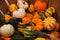 Autumn Harvest - Squash and Gourds