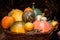 Autumn harvest squashes and pumpkins in different varieties.