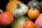 Autumn harvest squashes and pumpkins in different varieties.