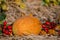 Autumn harvest, still life with ripen pumpkin, apple, corn