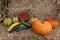 Autumn harvest of tomatoes and squash on straw background