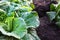 Autumn harvest of vegetables. Vegetable crops. Close-up of lettuce leaves.Top view.Cabbage in the garden.