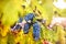 Autumn harvest on wineyard valley. agriculture man harvesting grapes