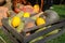 Autumn harvest in a wooden box and basket. Corn on the background of hay.