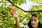 Autumn harvesting apples concept. A teenage girl picks a ripe yellow apple from a branch. Natural organic products. Farm apple