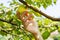 Autumn harvesting apples concept. A teenage hand picks a ripe yellow apple from a branch. Natural organic products. Farm apple