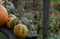 Autumn harvests in the form of pumpkin delicacies