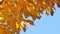 Autumn has arrived! Golden maple leaves sway in breeze