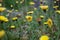 Autumn Hawkbit on field close up or Scorzoneroides autumnalis