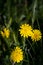 Autumn Hawkbit flowering in East Grinstead