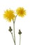 Autumn Hawkbit flowers