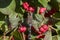 Autumn Hawker - spindle bush