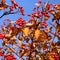 Autumn hawthorn berries