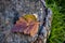 The Autumn Hawthorn Leaf On The Stump