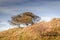 Autumn hawthorn  trees on a hill