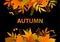 Autumn header border seasonal leaves foliage plant twigs branches background