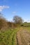 Autumn hedgerow and seedling wheat