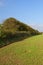 Autumn hedgerow and wheat