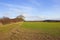 Autumn hedgerow and wheat