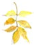 Autumn herbarium, autumn yellow ash leaf , watercolor painting on white background,botanical sketch