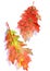 Autumn herbarium, canadian red oak leaves on a white background, watercolor pattern, botanical sketch