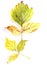 Autumn herbarium, yellow green autumn maple Acer negundo leaves on a white background, watercolor pattern, botanical sketch