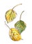 Autumn herbarium, yellow green brown autumn poplar leaves on a white background, watercolor drawing