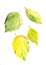 Autumn herbarium, yellow green mock orange autumn leaves on a white background, watercolor drawing