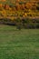 Autumn hillside covered with colorful trees forest sharp detail orange green minimal mountain rural landscape bulgaria