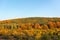 Autumn hillside covered with colorful trees forest sharp detail orange green minimal mountain rural landscape bulgaria