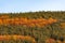 Autumn hillside covered with colorful trees forest sharp detail orange green minimal mountain rural landscape bulgaria