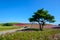 Autumn in Hitachi Seaside Park