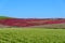 Autumn in Hitachi Seaside Park