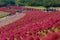 Autumn in Hitachi Seaside Park