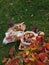 Autumn homemade apple pie with raspberries, next to a piece of pie on a wooden plate,