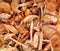 Autumn honey agaric mushrooms