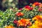 Autumn hrysanthemums, morning burgeoning flowers, color explosion.