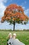 Autumn idyllic city getaway spot. Red tree and blue sky