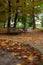 Autumn idyllic park for walking and promenade with falling leaves cover and fuzzy birds in flying motion, vertical photography