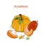 Autumn illustration of set a large harvest of pumpkins