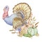 Autumn illustration of watercolor turkey and pumpkins