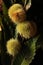 autumn image, closeup, thorny chestnuts, catanea satuva, place for text