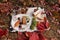 autumn image, slice of caramel cake, whipped cream and fruit, closeup,