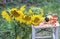 Autumn impression with sunflowers, yellow leaves, an old lantern and a vintage chair in a rural garden