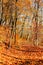 Autumn in an Indiana forest with shadows and fallen leaves across a path