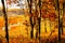 Autumn in an Indiana forest with swamp in background