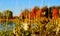 Autumn in an Indiana forest with with weeds in foreground and lake in background